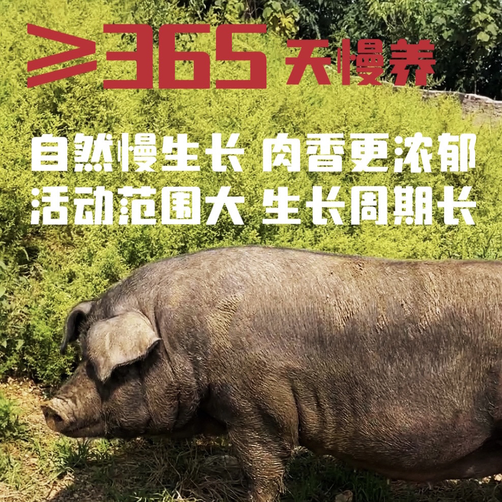 04（改价）现称生态散养黑毛土猪跑山猪新鲜真空黑猪肉食用肉香运输