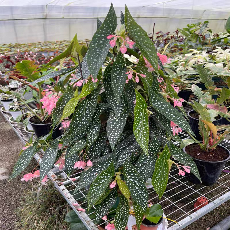 白冰，白素贞秋海棠室内绿植高档盆栽