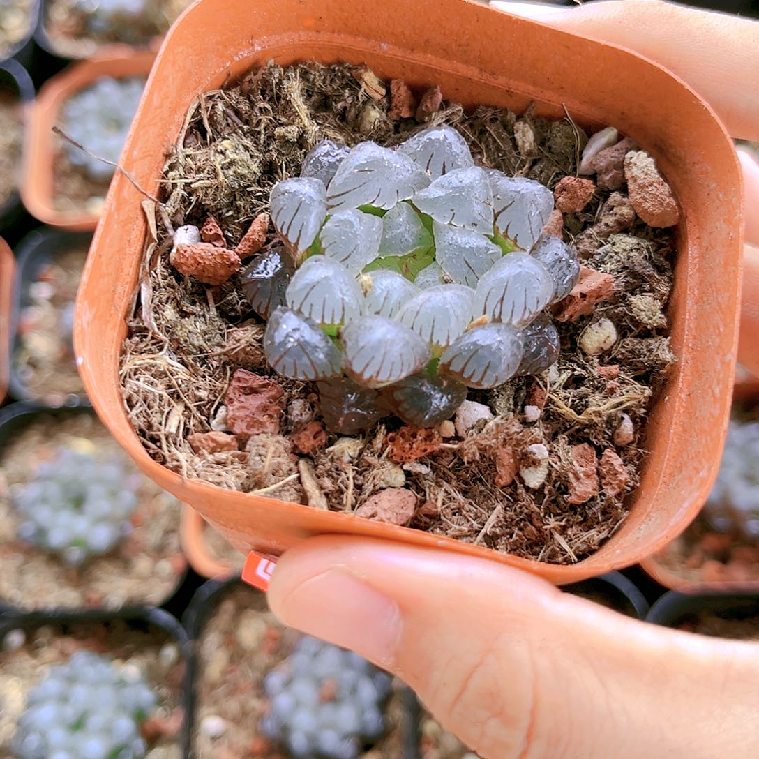 紫色的冰灯原盆原土发货