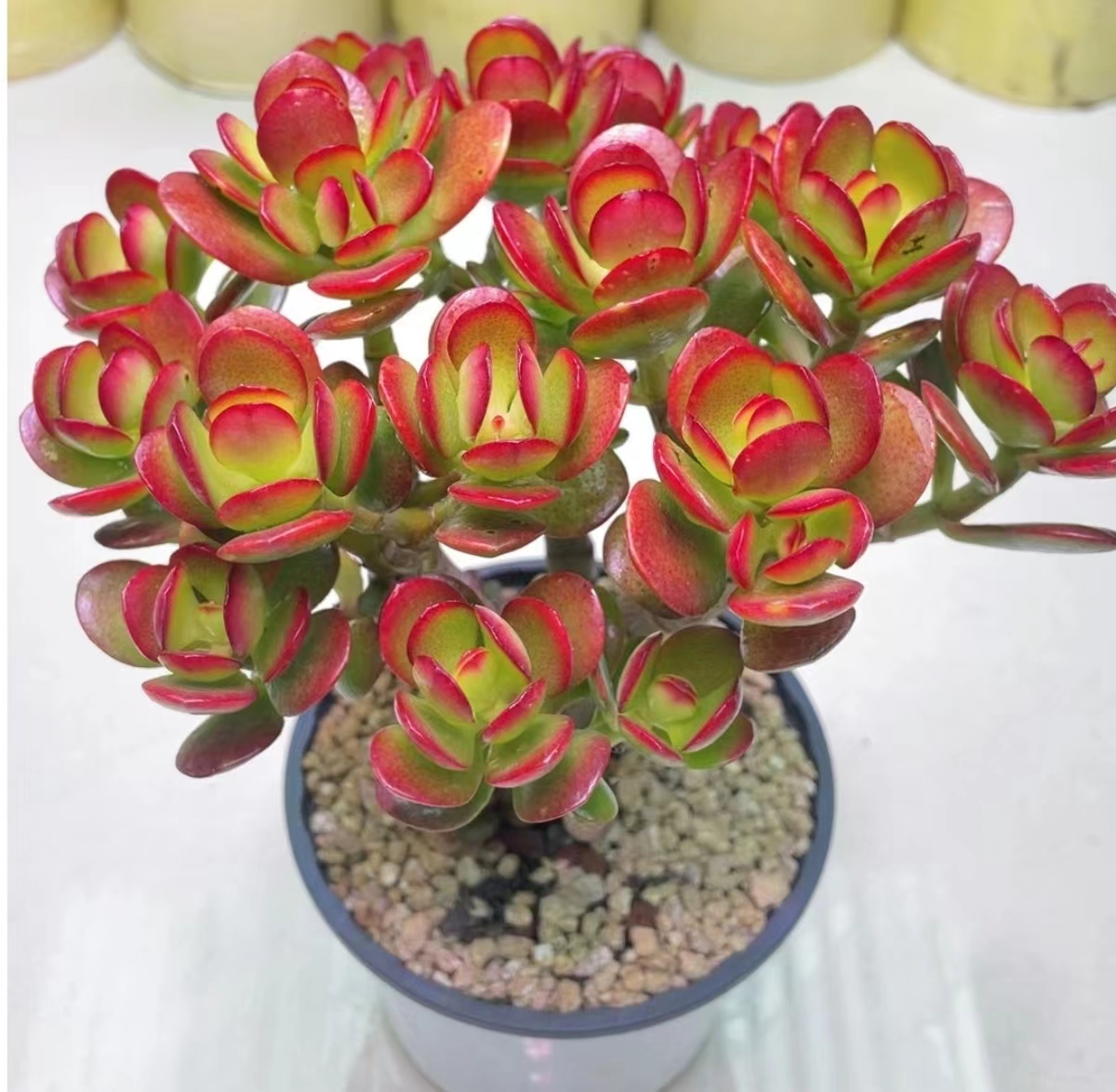 Y年宵花摇钱树 红叶玉树拍一发二 带盆带土新手好养 多肉植物