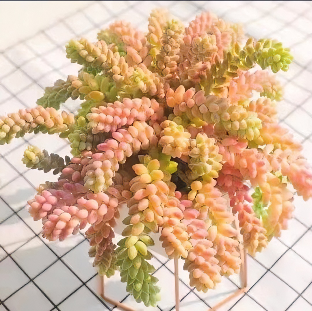 K七彩玉坠 多肉植物 新手好养 喜阳通风 耐寒耐旱 阳台窗台庭院