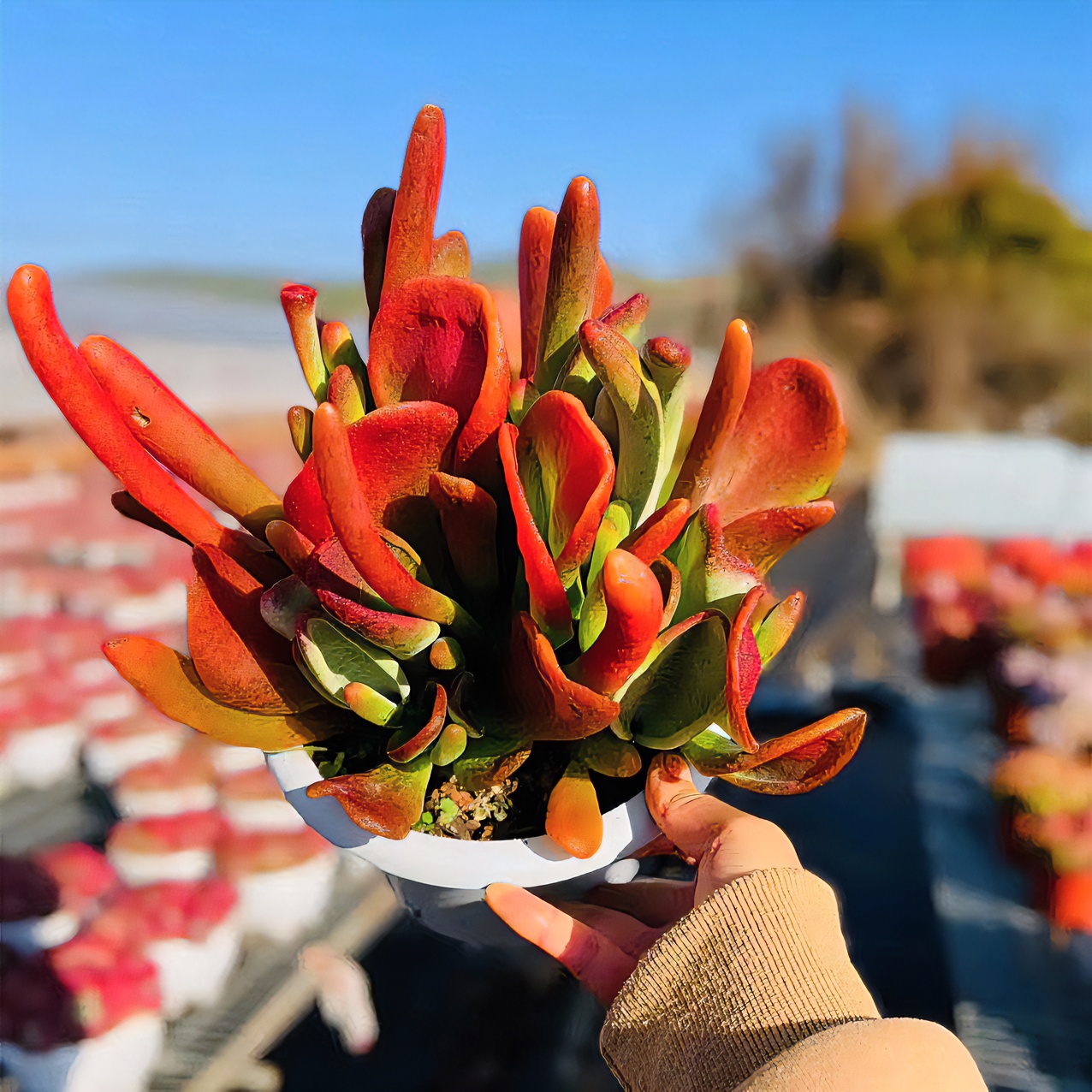 Y精品火狐狸 带盆带土发货 多肉植物新手好养 喜阳通风少水耐旱