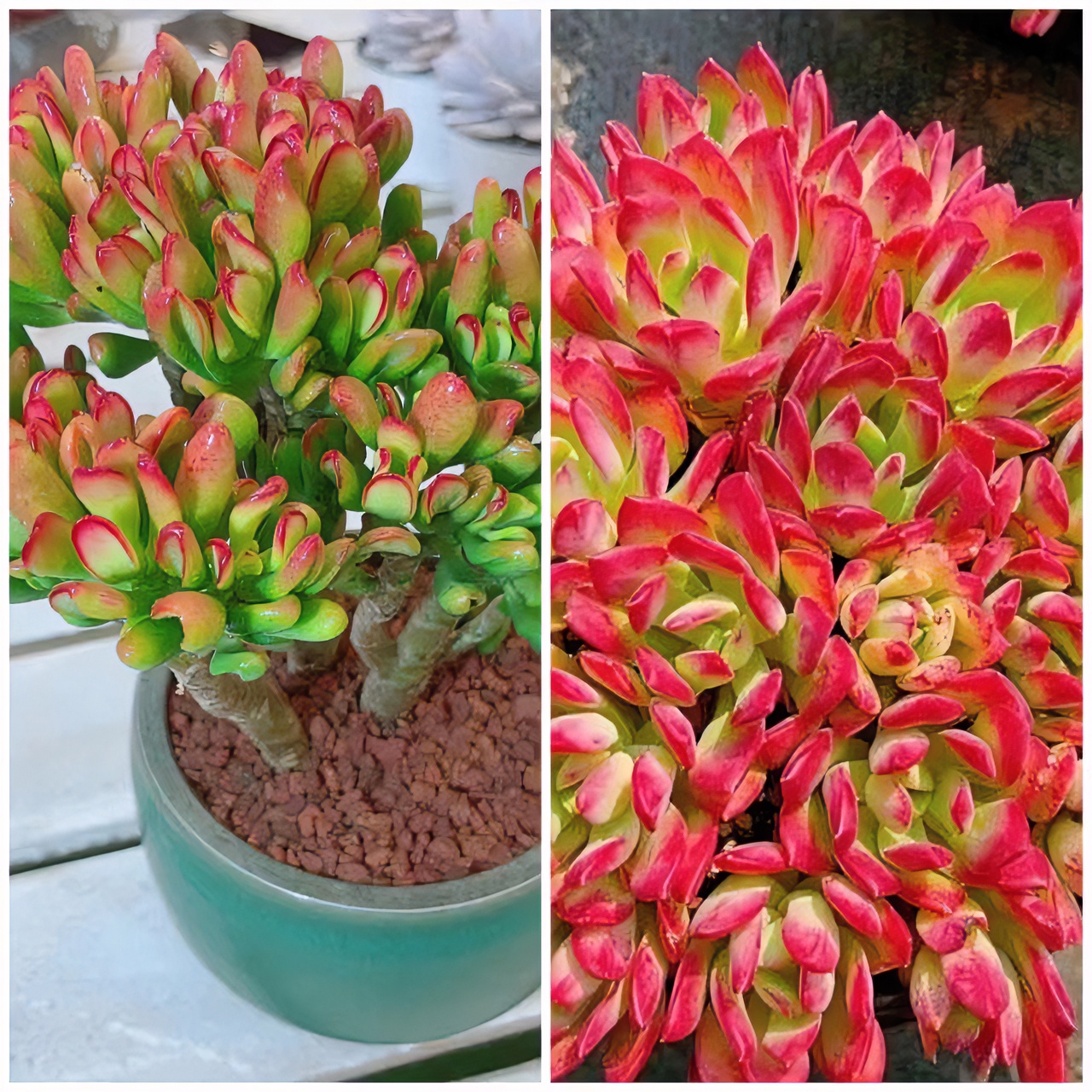 Y红稚莲+招财猫 带盆带土发货 多肉植物 新手好养 喜阳通风少水