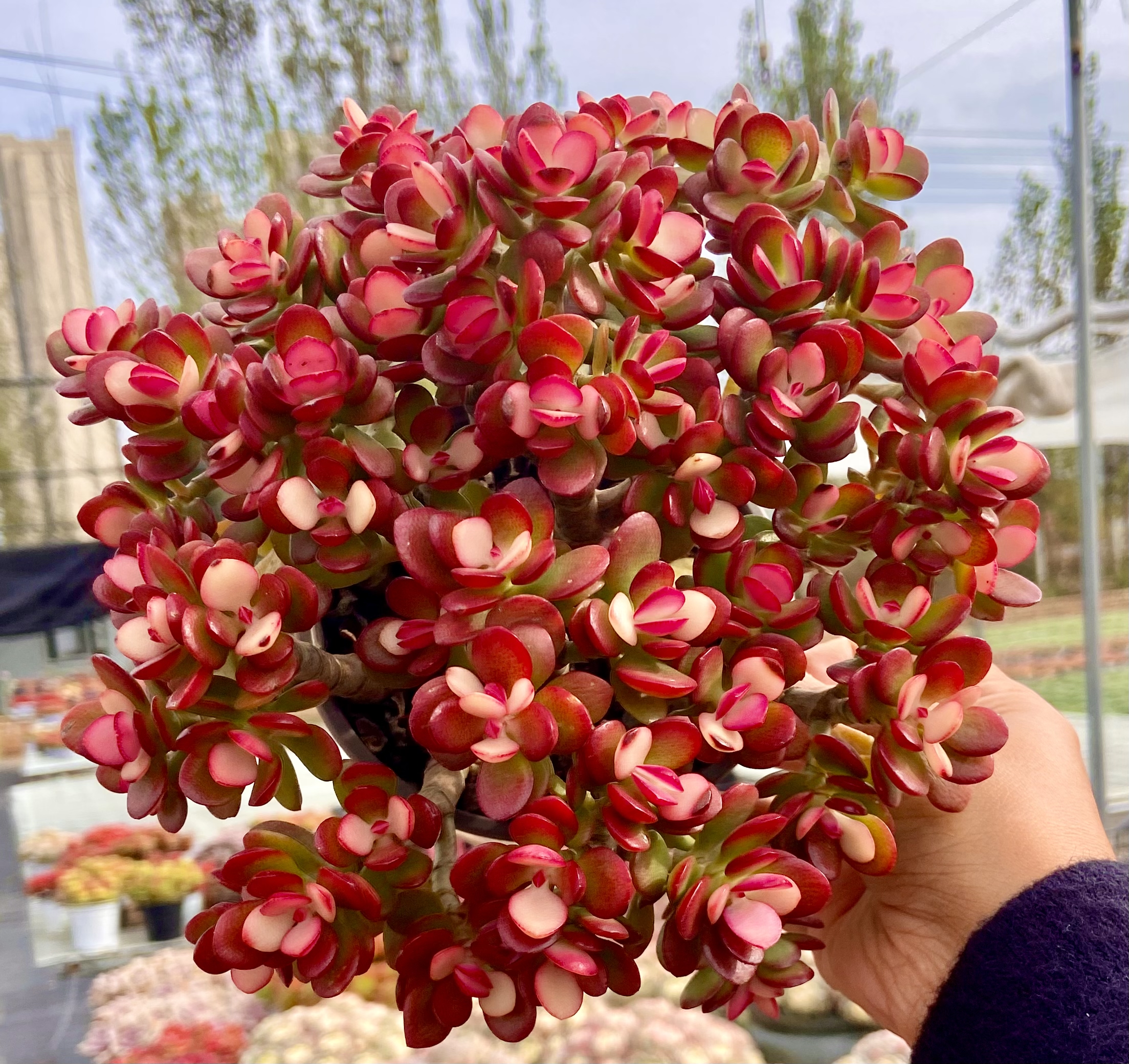 K整桩幸福树 年宵花 带盆带土发货多肉植物室内植物高档大颗