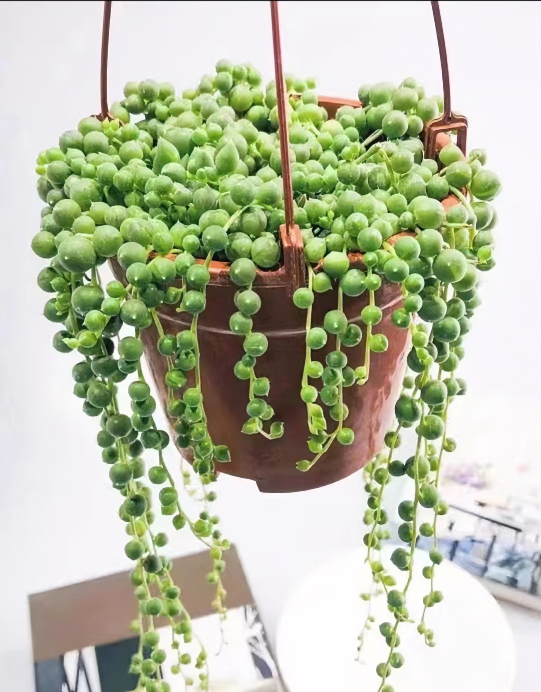 Y翡翠佛珠 带盆带土发货 多肉植物 新手好养 喜阳通风少水