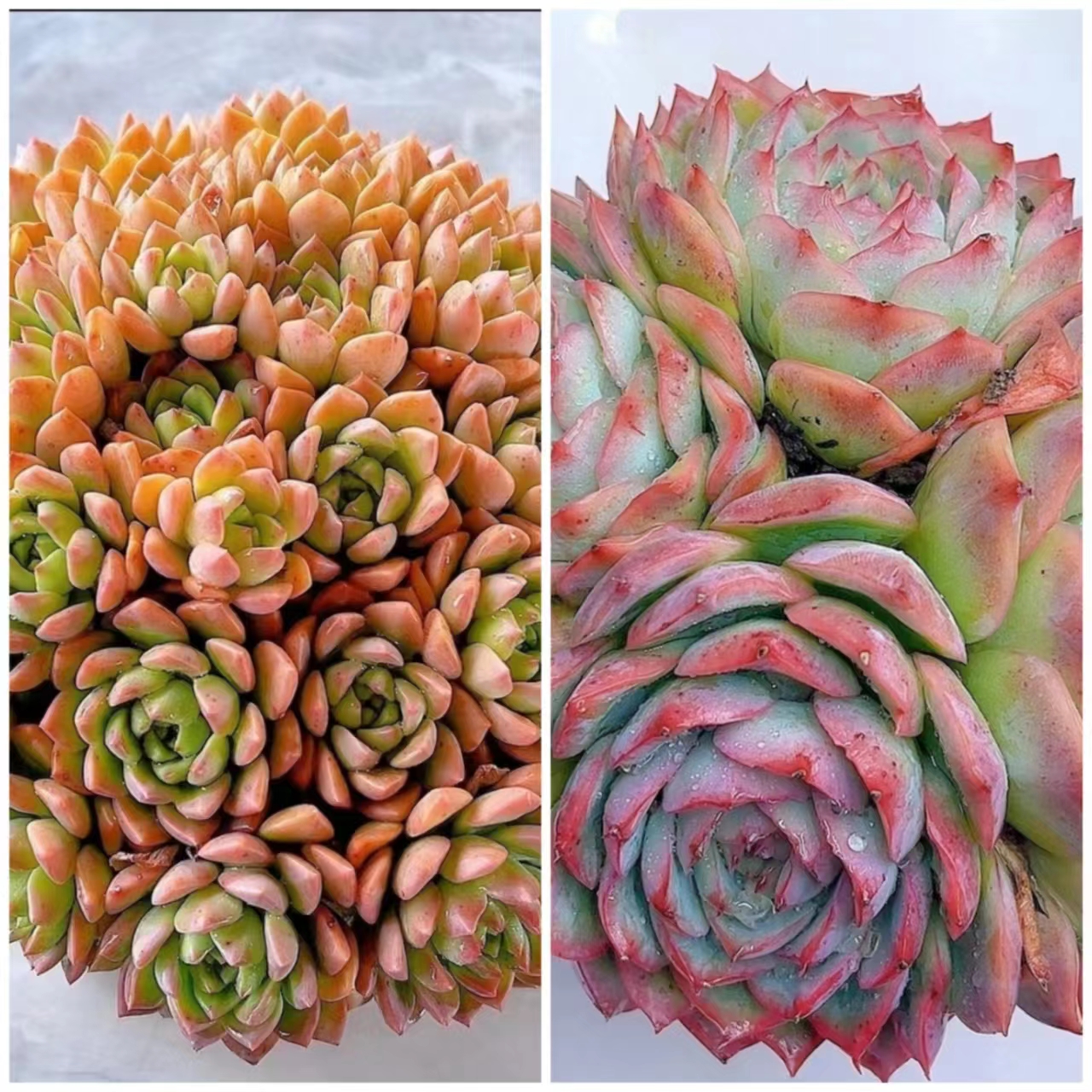 Y马库斯+三头侧影 带盆带土发货 新手好养 云南多肉 喜阳通风少水