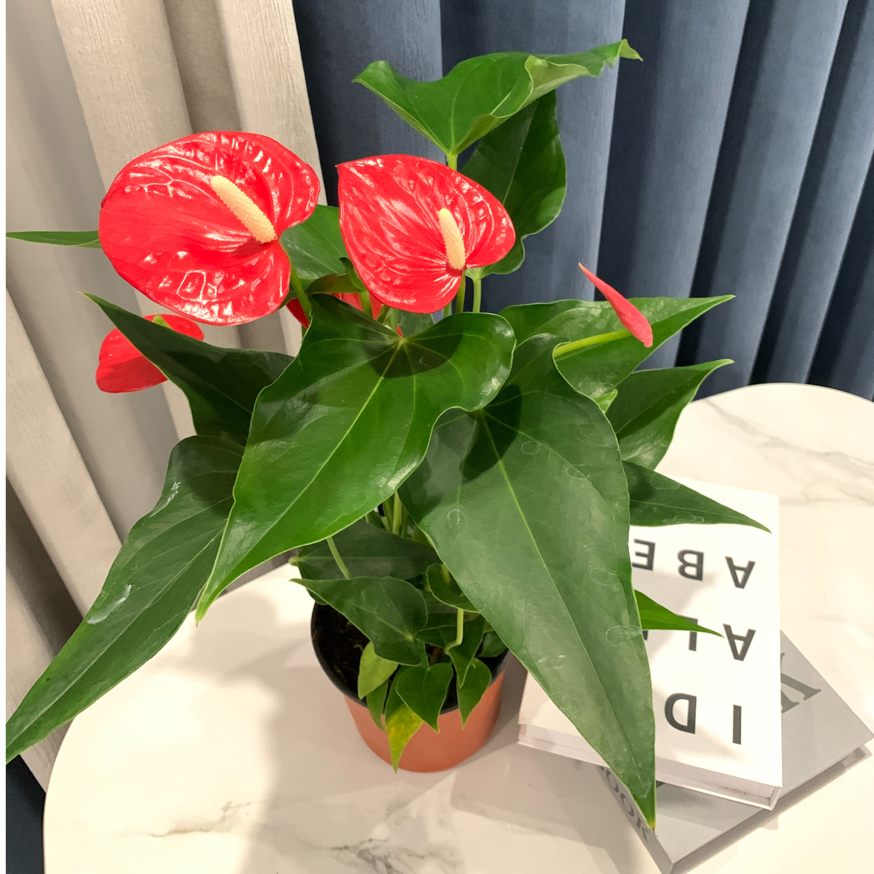 红掌一年四季长青常绿室内植物四季开花好养水培花朵鲜艳花苞四季