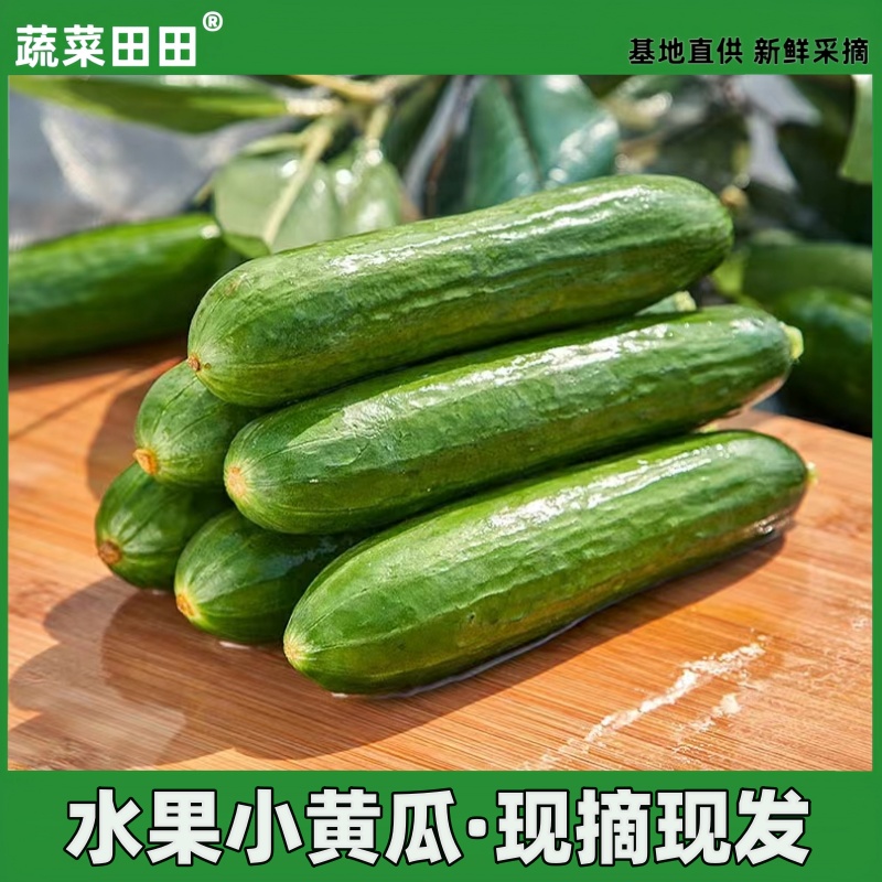 山东水果小黄瓜现摘现发爽口多汁好吃凉拌