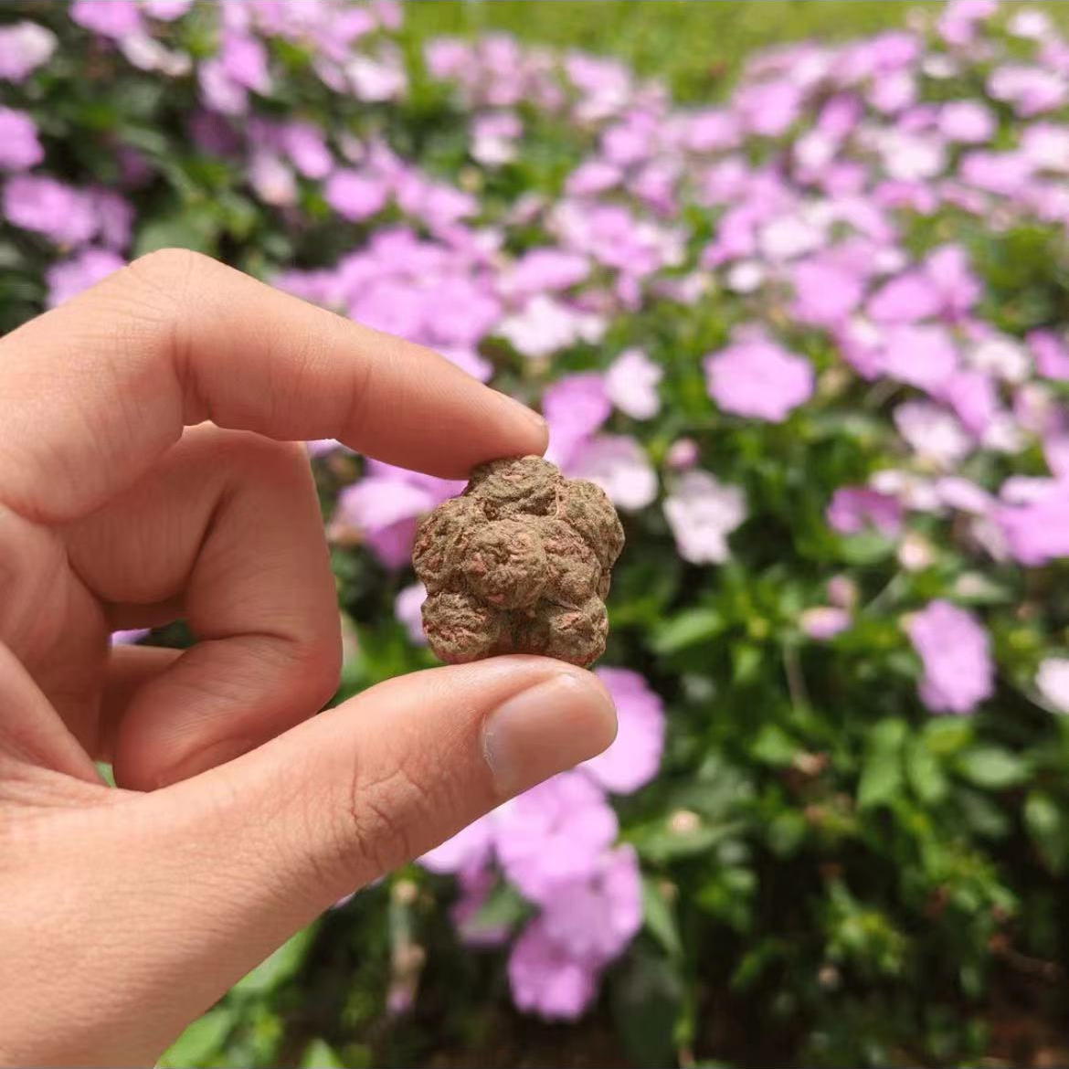 【貓爪~王草】-净重250g~500g