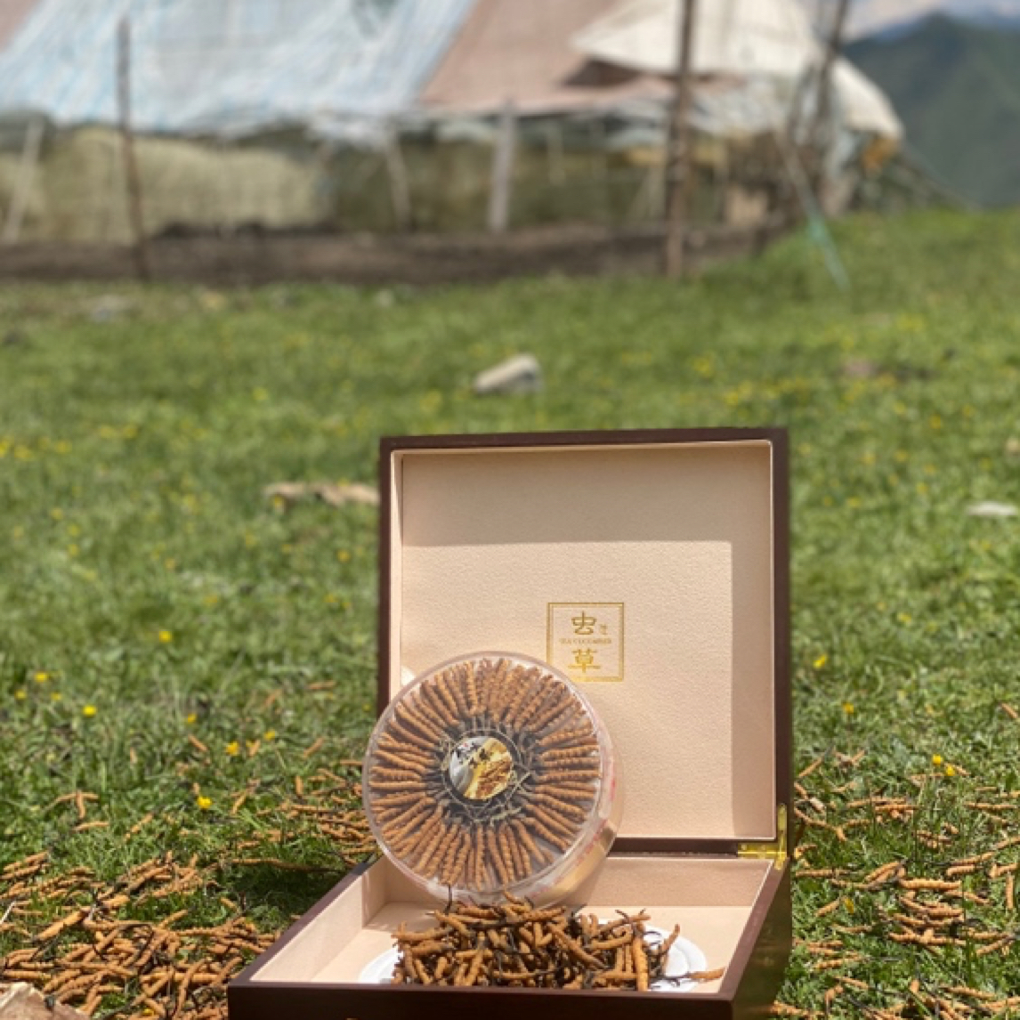 藏地九哥【100根3根为一克】饱满食用滋补甄选泡水