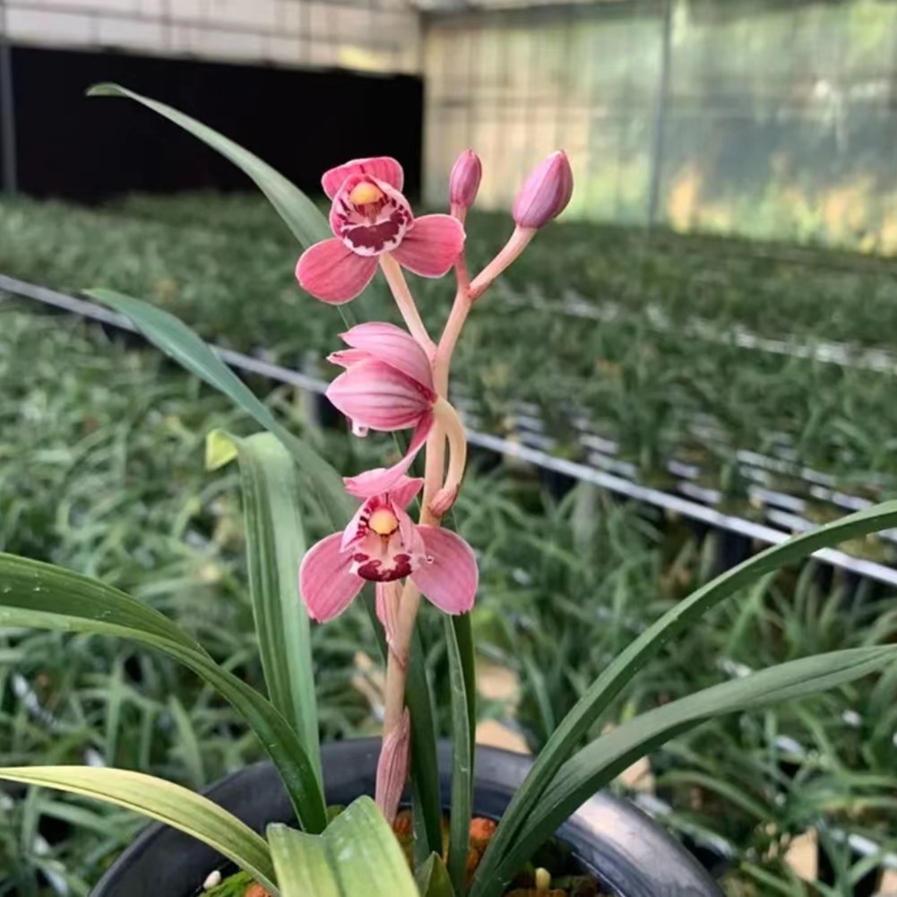 建兰红玉荷粉色荷瓣先明艺浓香型荷瓣勤花