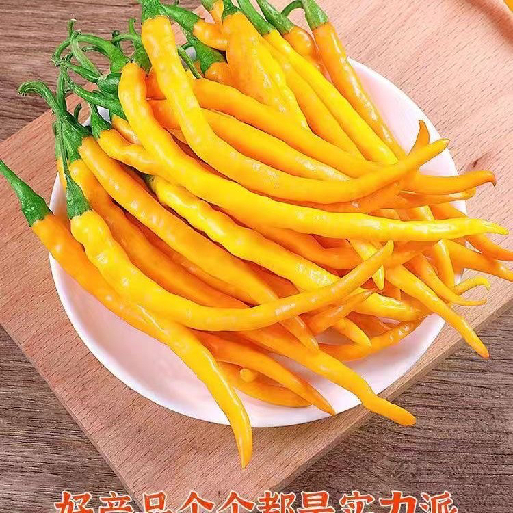 顺丰直达现摘现发香辣黄贡辣椒香辣黄线椒农家自种超辣剁椒