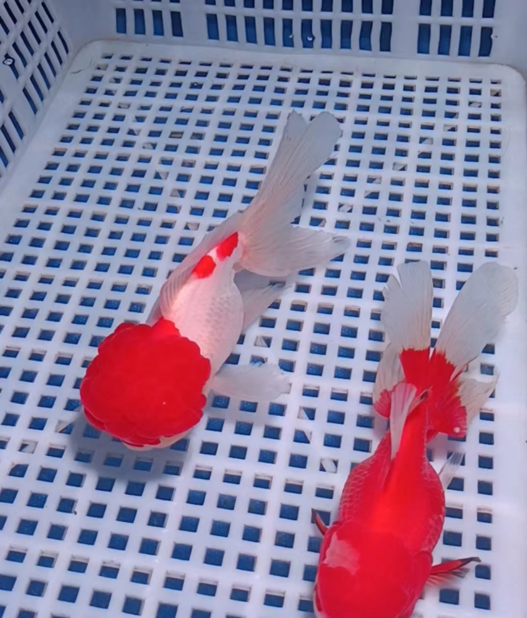 泰狮、元宝， 仅包开箱活  凭开箱视频售后 已发货不退不换