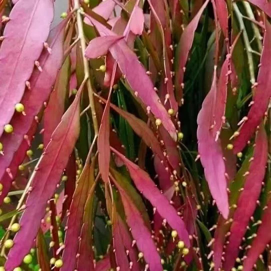 稀有小众红叶丝苇垂吊仙人掌室内开花结果阳台好养耐晒耐阴造景