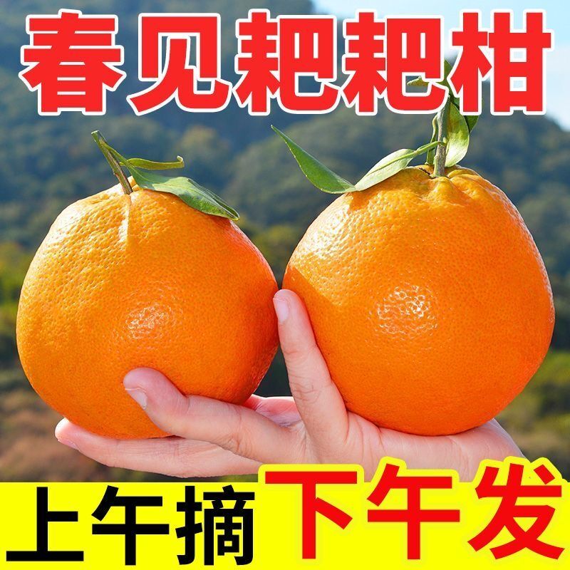 四川春见耙耙柑现摘现发新鲜应季孕妇水果桔子柑橘丑柑丑橘子包邮