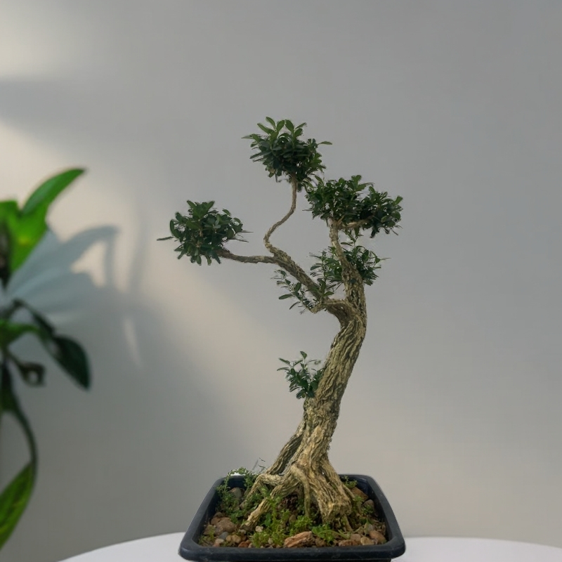 （一物一拍）黄杨盆景素材，雀舌素材，龙鳞黑珍珠黄杨素材