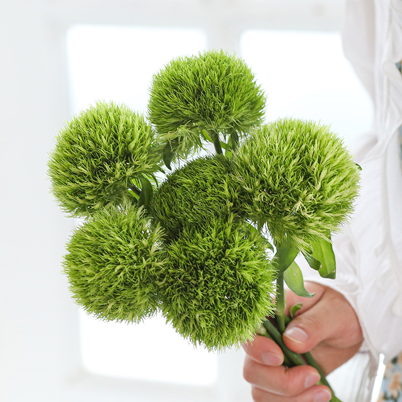 绿毛球鲜花云南基地直发昆明直批配草花束日常家庭办公室花瓶插花