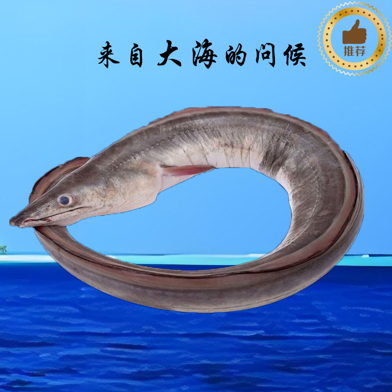 100鳝鱼/七星鳗鱼 价格重量直播间现场定为准 看好下单