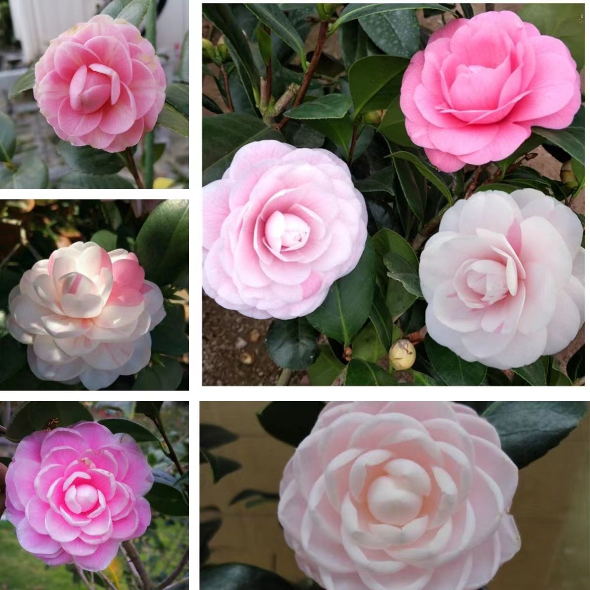 七仙女茶花树苗一树多色盆栽品种茶花五色芙蓉绿植阳台花卉山茶