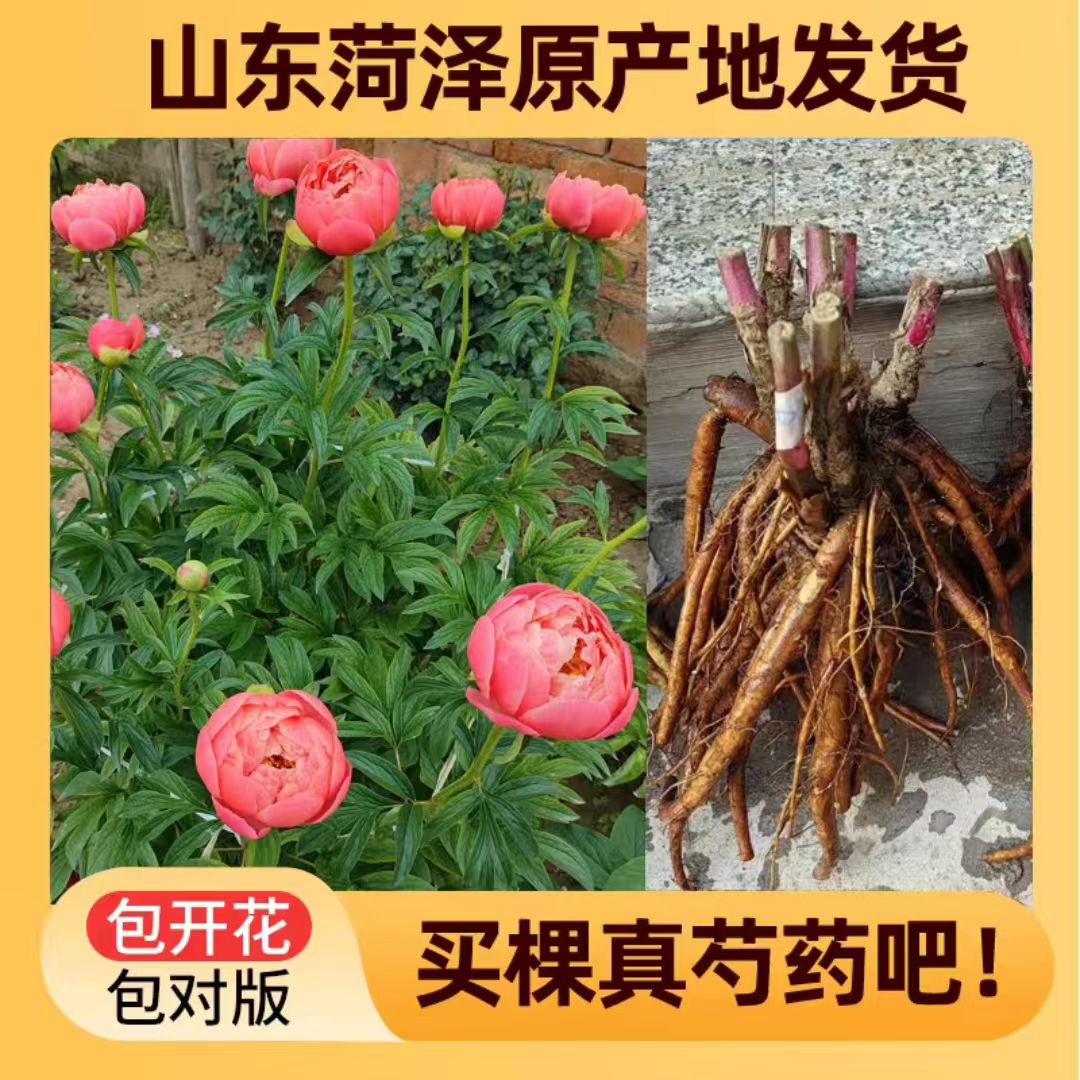 【一物一拍】花苗开花阳台牡丹花庭院菏泽基地直发