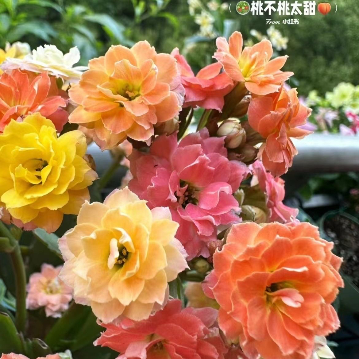 七彩毛绒二代110盆长寿花盆栽花