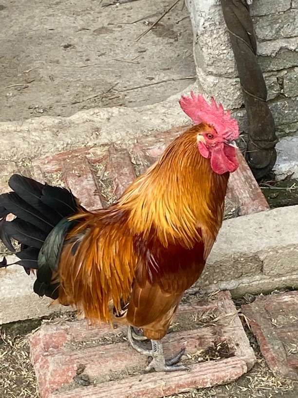 正宗散养土鸡活体发货新鲜现杀包邮