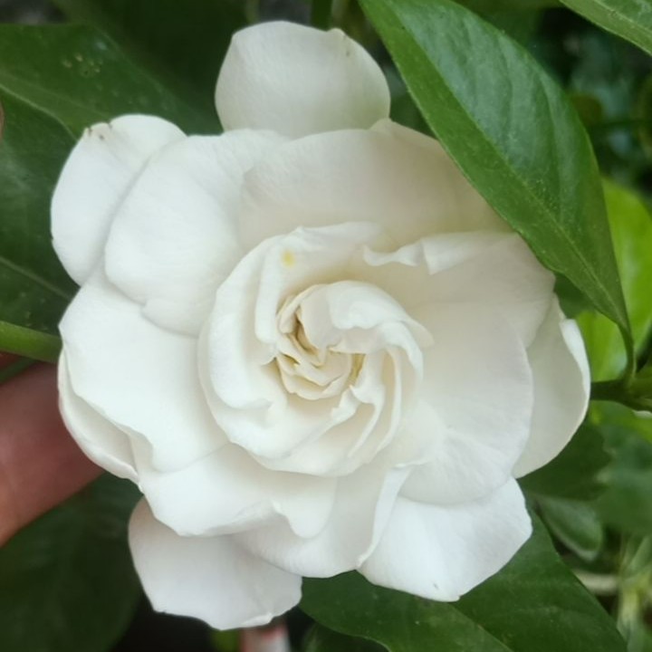 栀子花，大叶，小叶，米叶