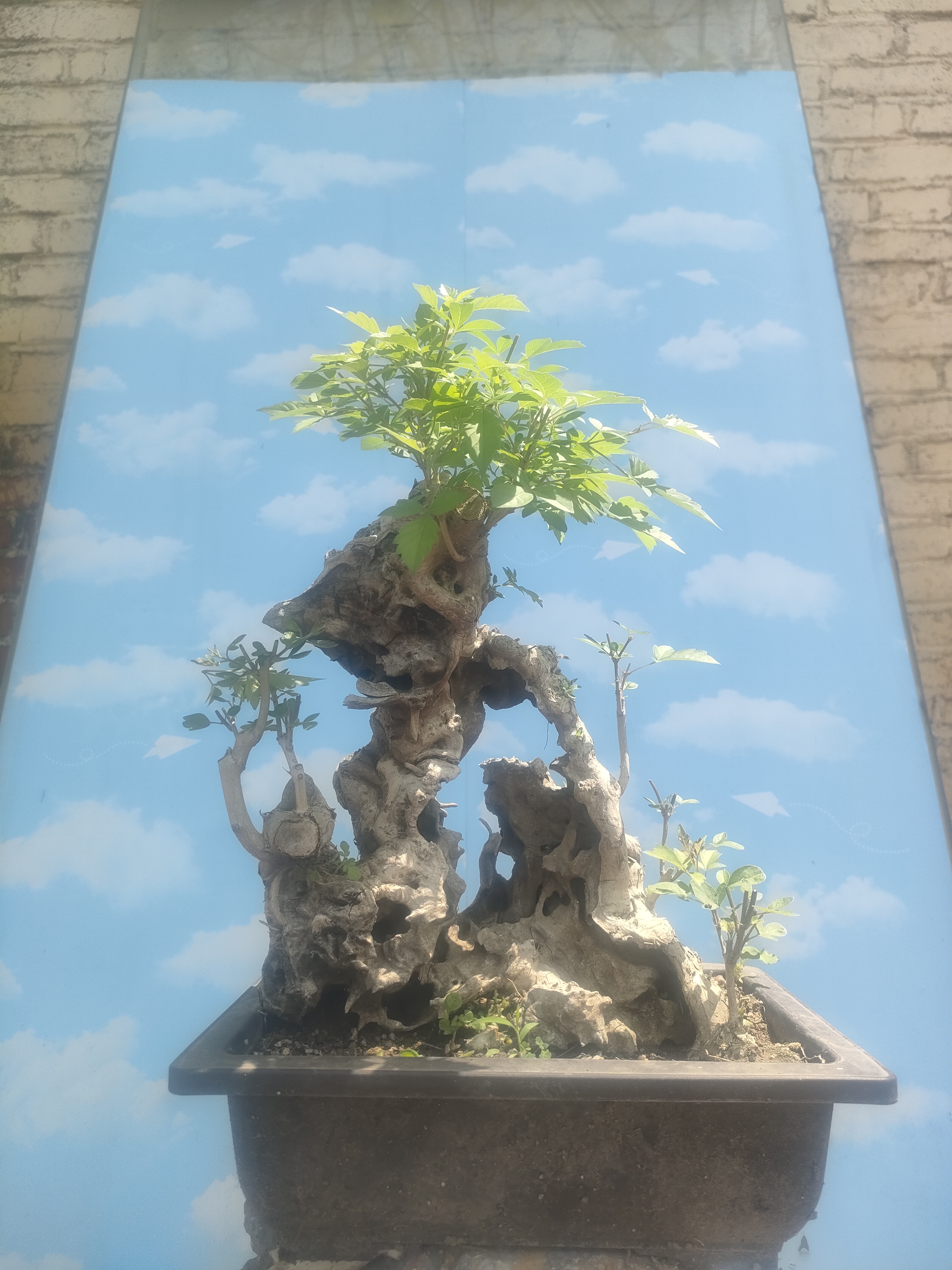 黄荆盆景 黄荆盆景百看不厌偏远地区不包邮