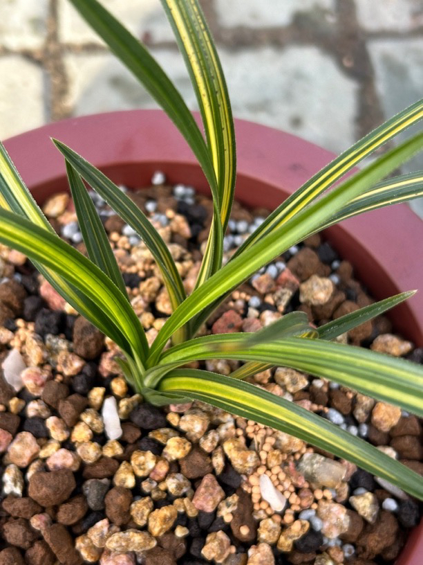 湖北浓香型春兰蕙兰绿植花卉