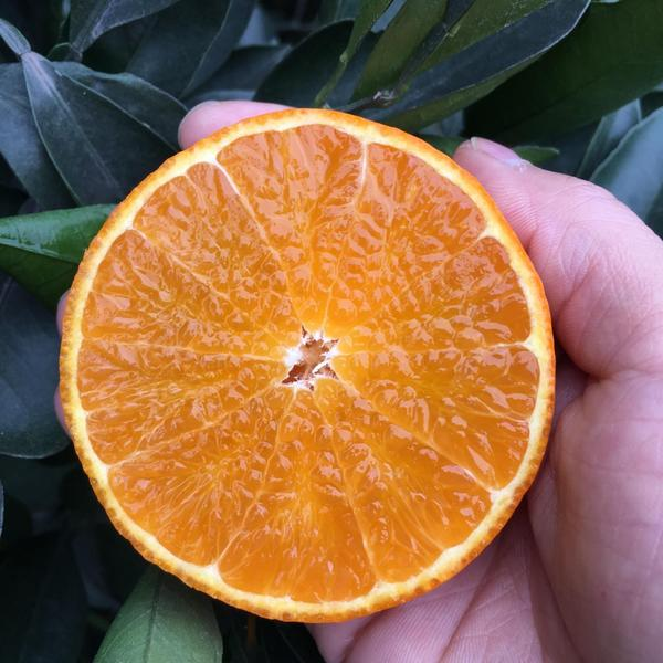 果冻橙橙子/10斤