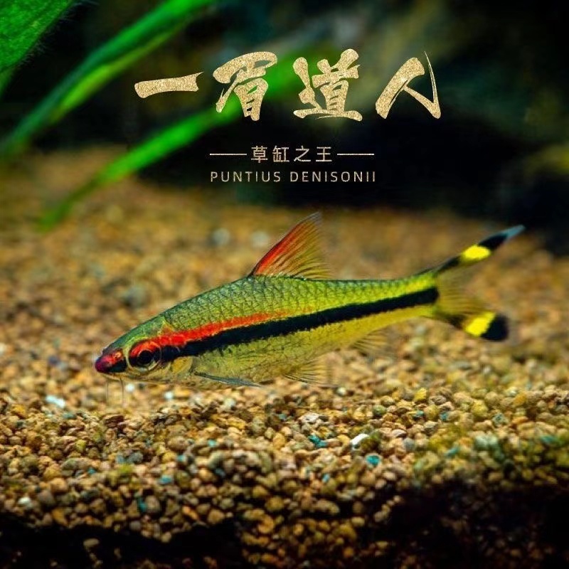 红眉一眉道人鱼灯鱼小型草缸群游观赏鱼热带淡水宠物鱼活体好养