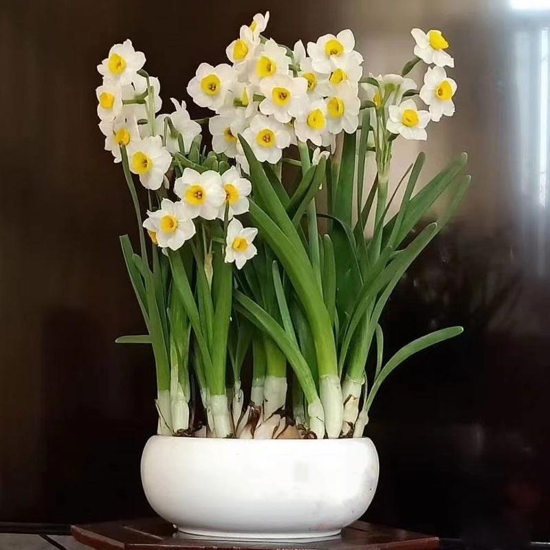 23年现货 绿园花开 水仙花种球 漳州水仙种球 水养植物室内水培