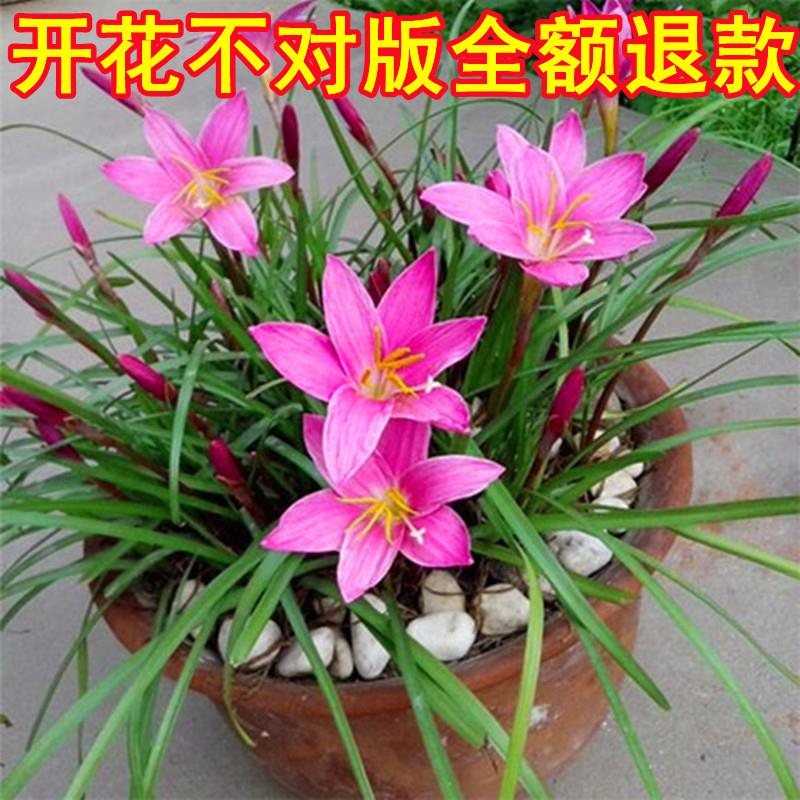 四季风雨兰韭兰花韭菜莲葱兰花苗石蒜花球根鲜花卉绿植盆栽种球根