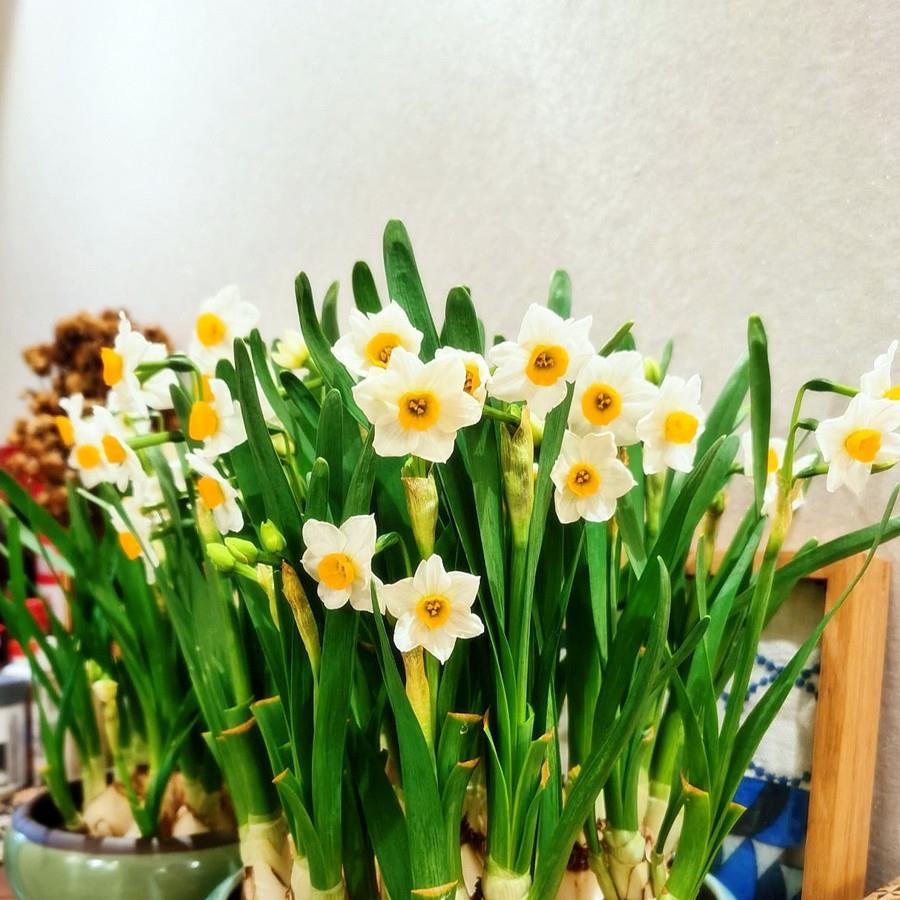水仙花水培套装冬季种球盆栽苗室内四季花卉种子浓香洋水仙球漳州