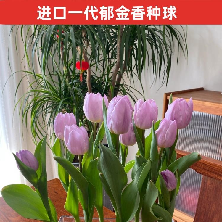 进口郁金香种球带芽5度球水培四季开花室内外阳台水土养盆栽耐寒