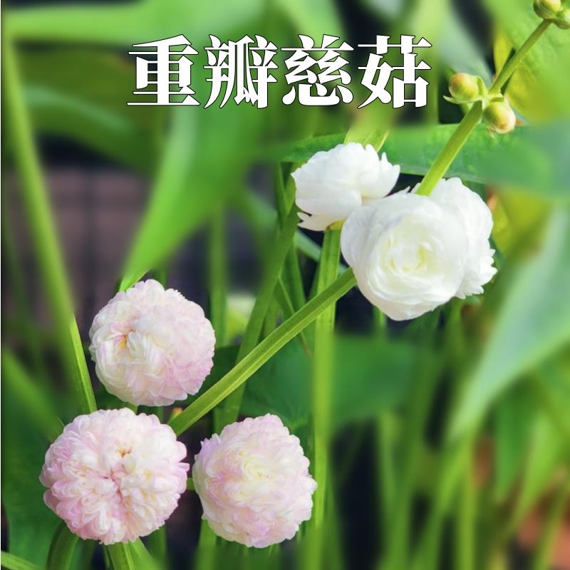 茨菇重瓣慈姑重瓣耐寒茨菇庭院耐热庭院白色慈菇水培茨菰观赏花