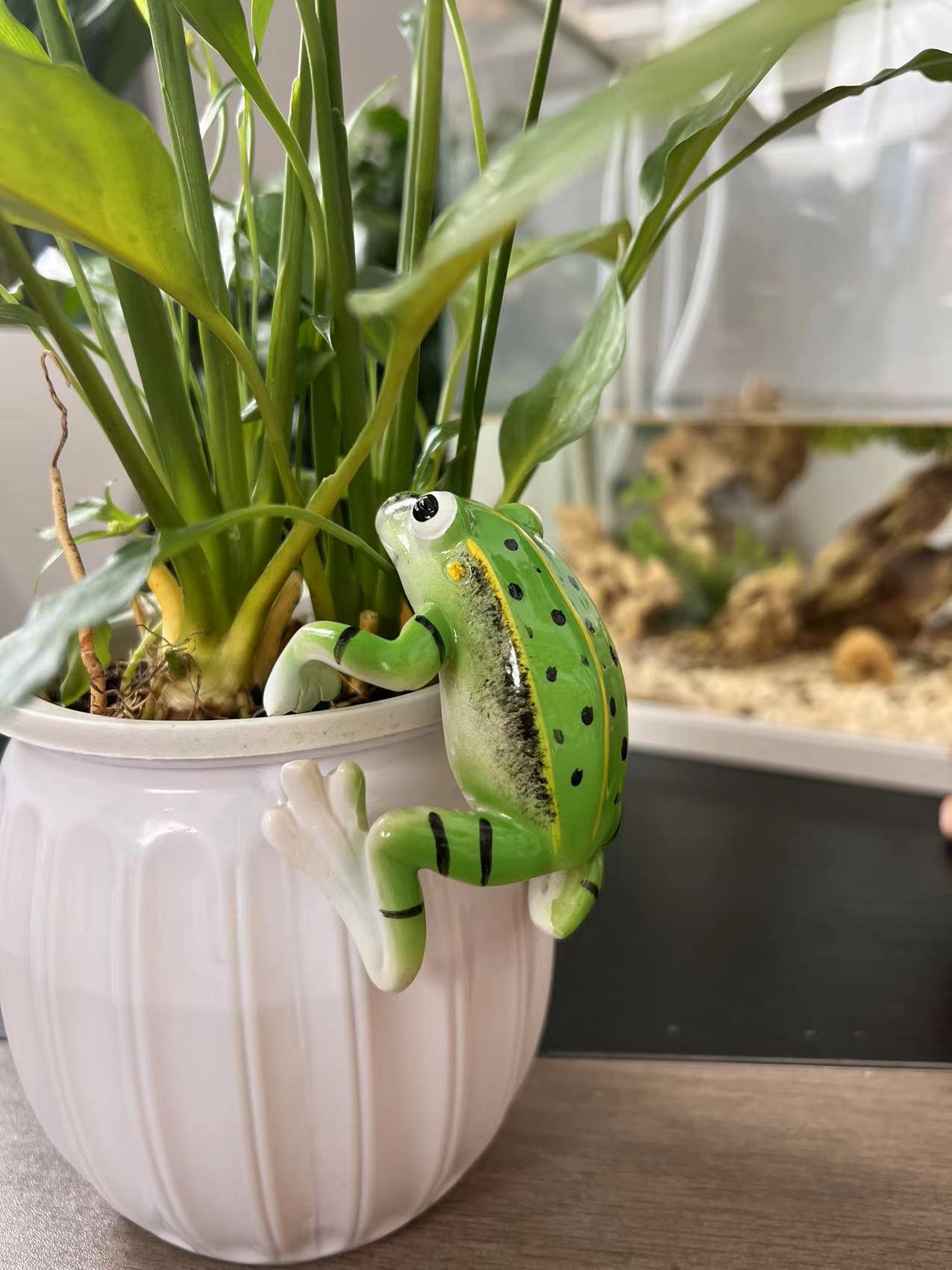 史克森摆件创意树脂可爱青蛙挂盆小动物造景阳台庭院装饰微景观