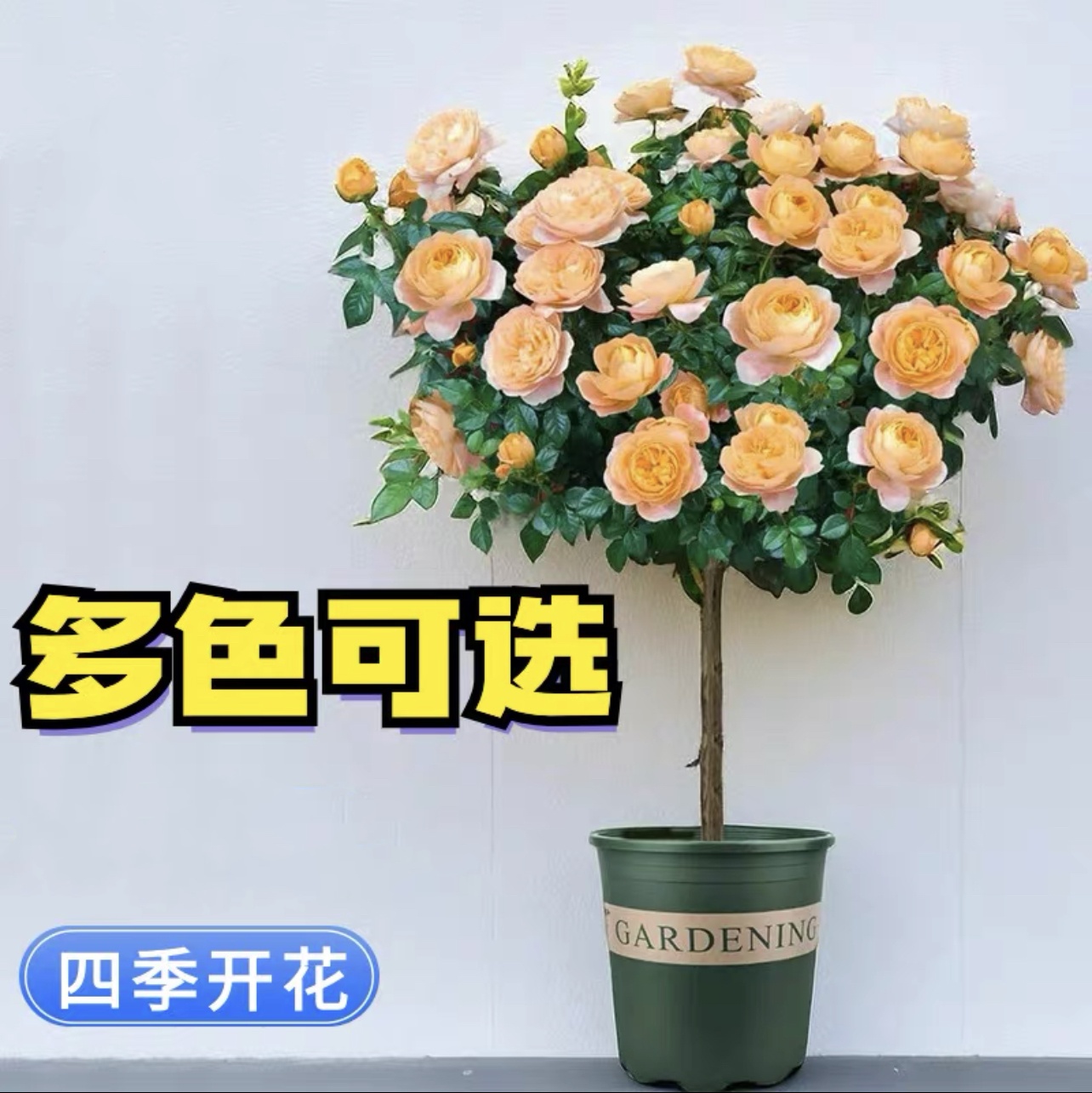 花花【棒棒糖月季】小树状型新手四季开花耐热耐寒植株好养阳台