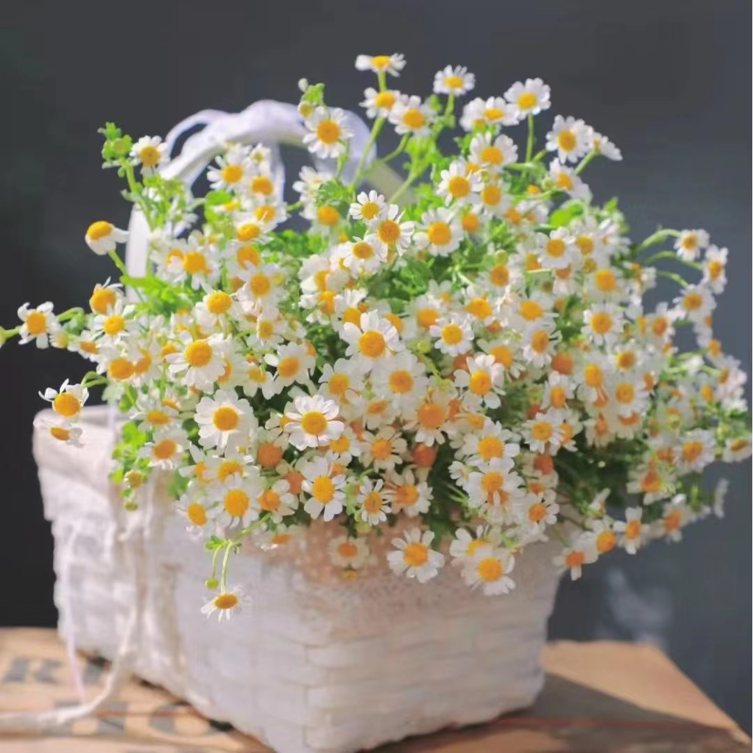 【大聪明卖花】洋甘菊-任意2单鲜花包邮发货后不支持退款