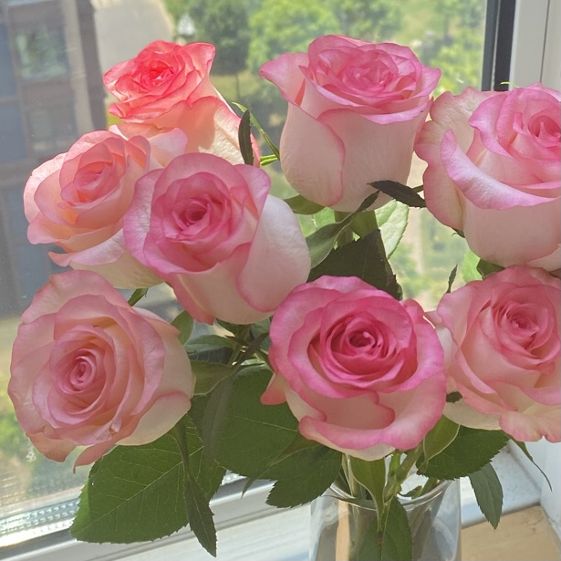 艾莎/朱米莉亚艾莎 月季花 耐热耐开抗病 根接苗 原盆原土发货