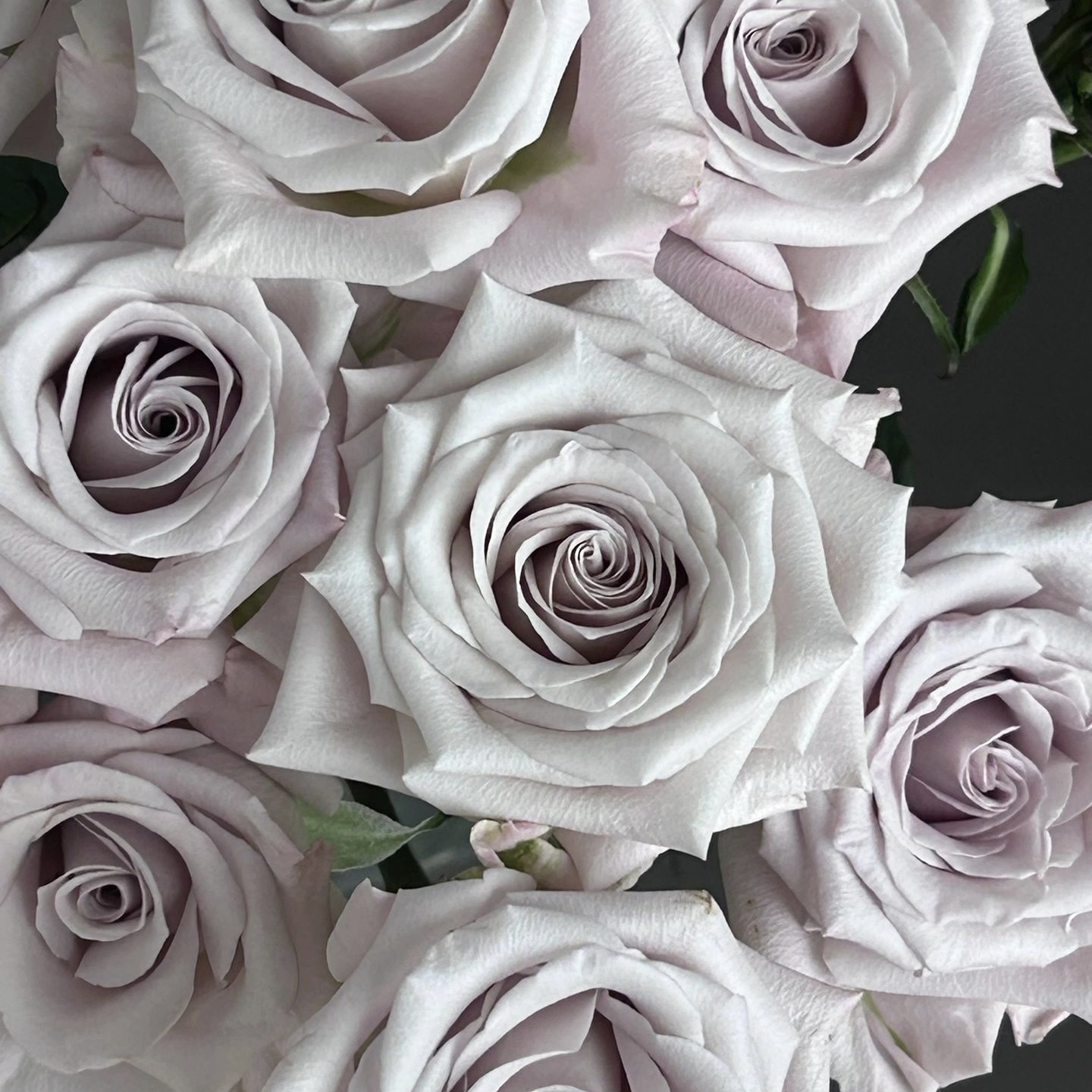 曼塔 月季花 耐热耐开抗病 跟接苗 原盆原土发货