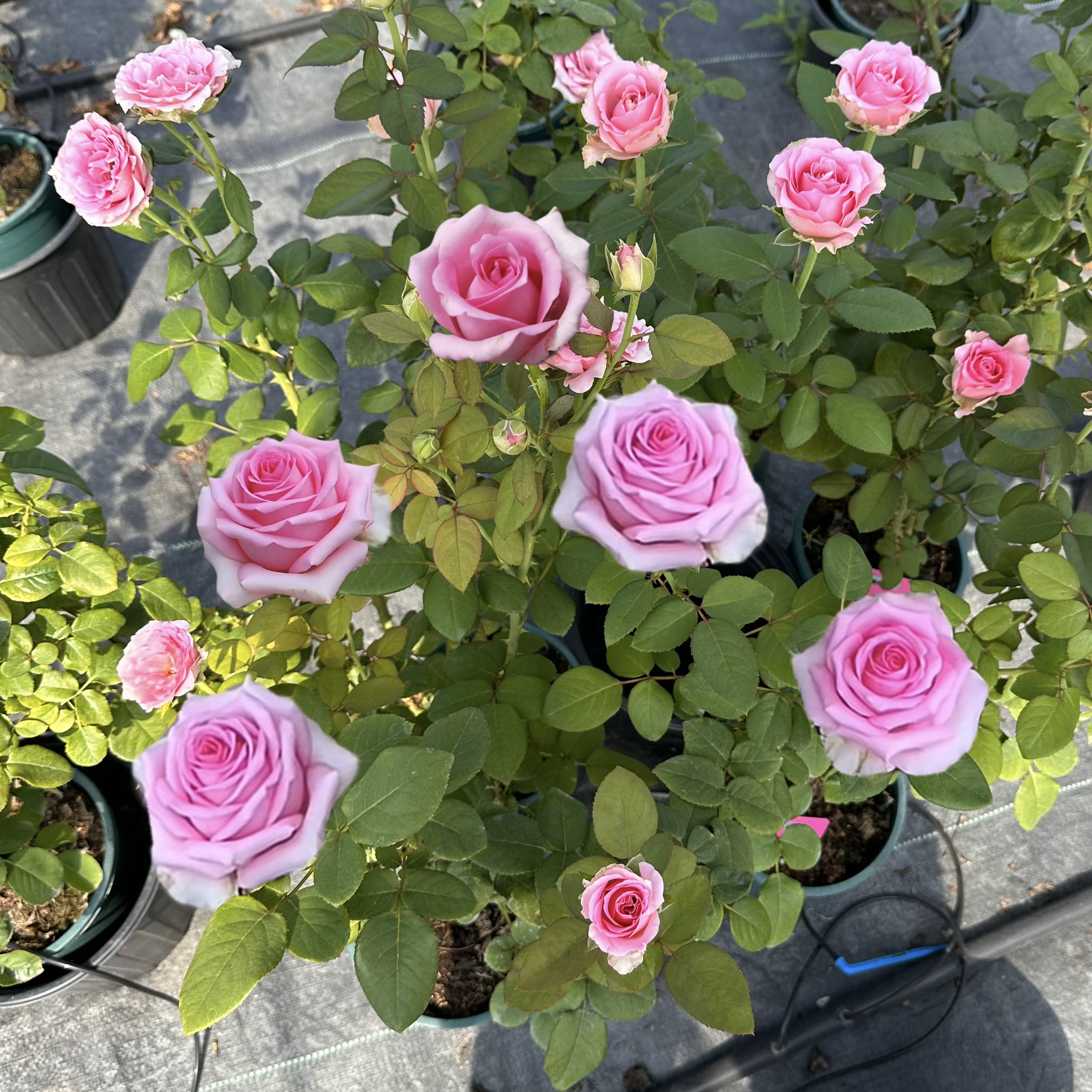 上海夫人 月季花 玫瑰花 盆栽花卉植物 四季开花