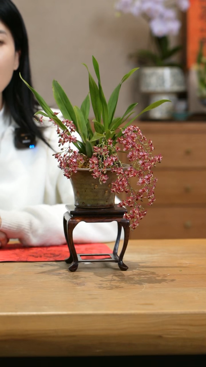 【闪购商品】红梦香  陶盆