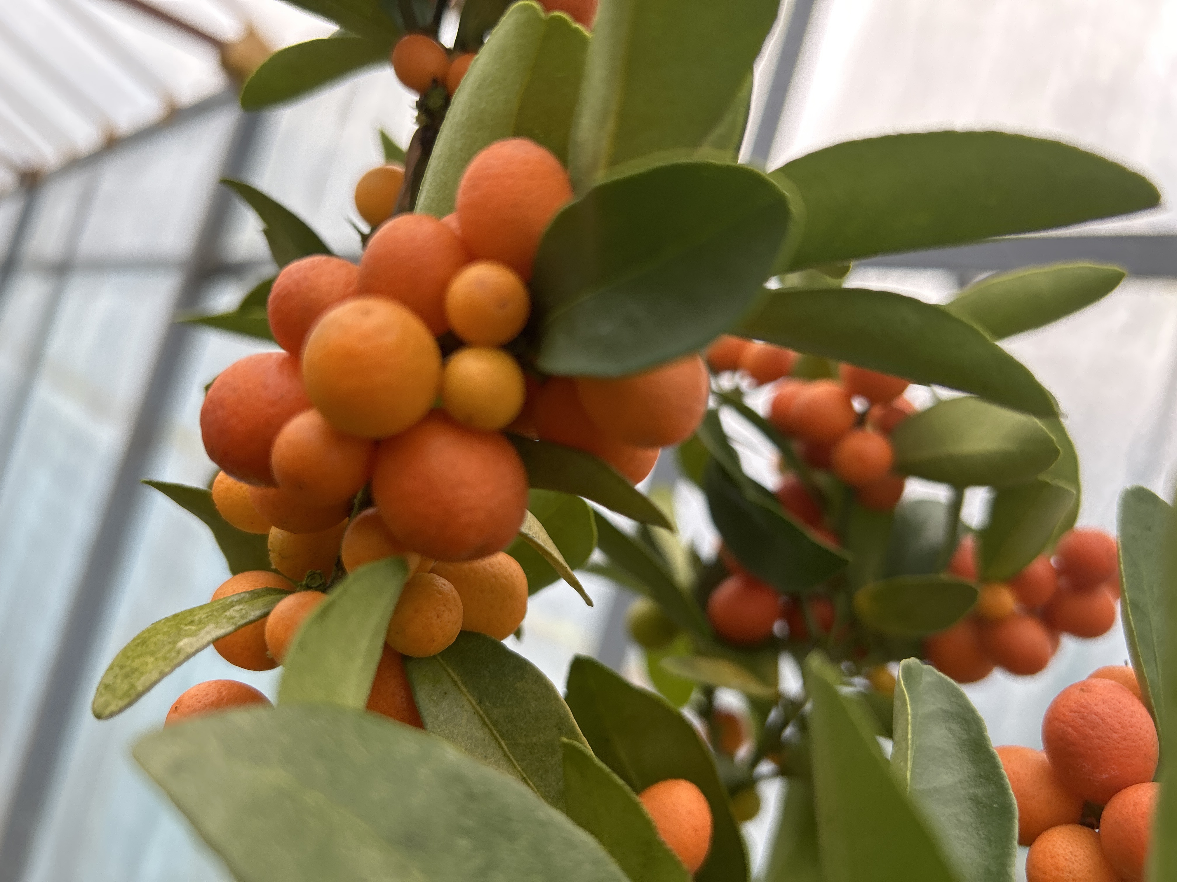 盆栽植物一物一拍