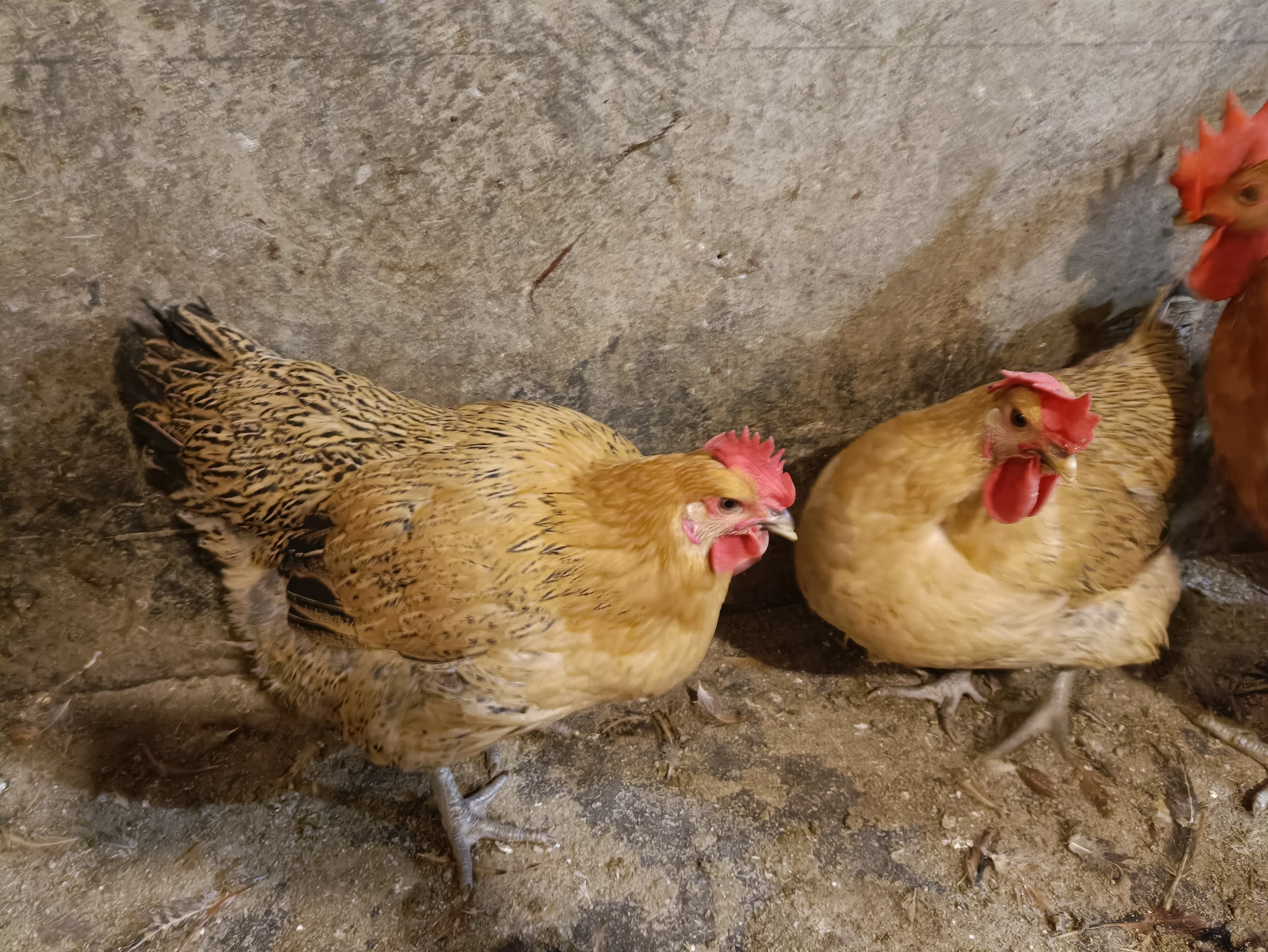 贵州大山散养土母鸡