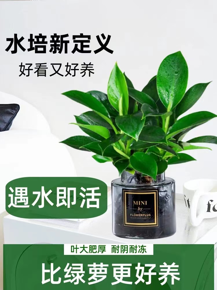 金钻绿公主室内水培绿植净化空气吸甲醛好养