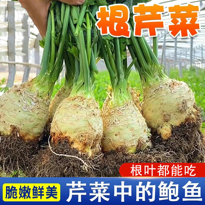 根芹种子阳台盆栽块芹洋芹球塘蒿蔬菜莱种籽高产四季商品图