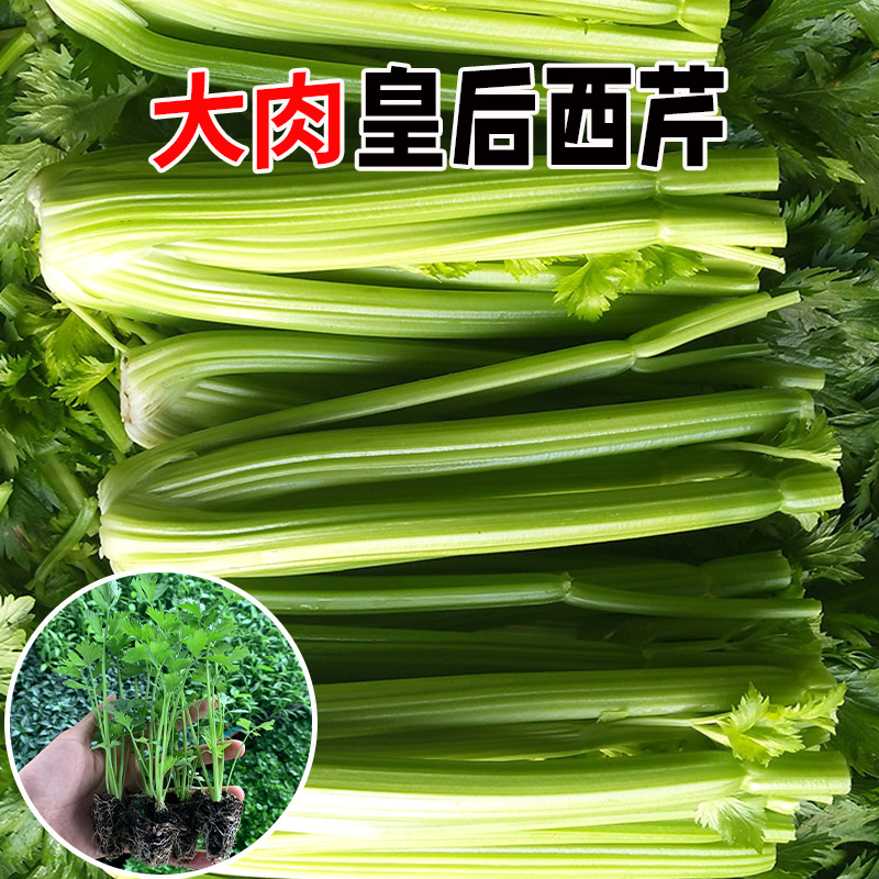 皇后芹菜苗小香芹苗秧带土球高产抗家庭种植质地育苗植株精选