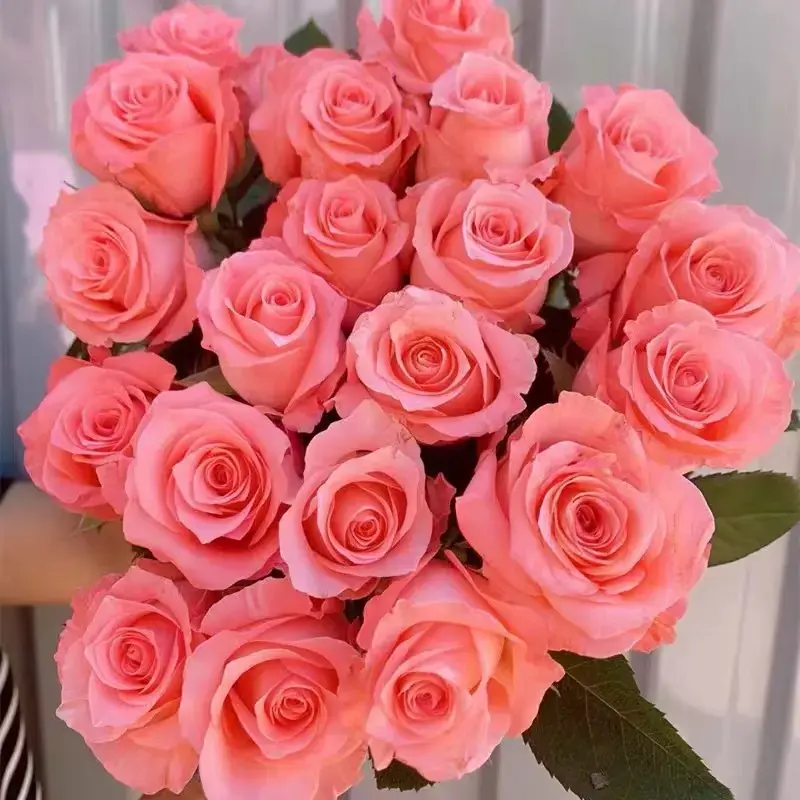 粉色多头勤花月季花【戴安娜】四季开花耐寒耐热阳台庭院玫瑰花盆栽