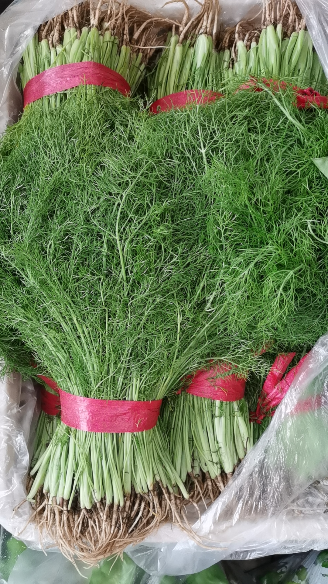 天津西青-本地茴香 清香味浓 无异味-快递送货上门